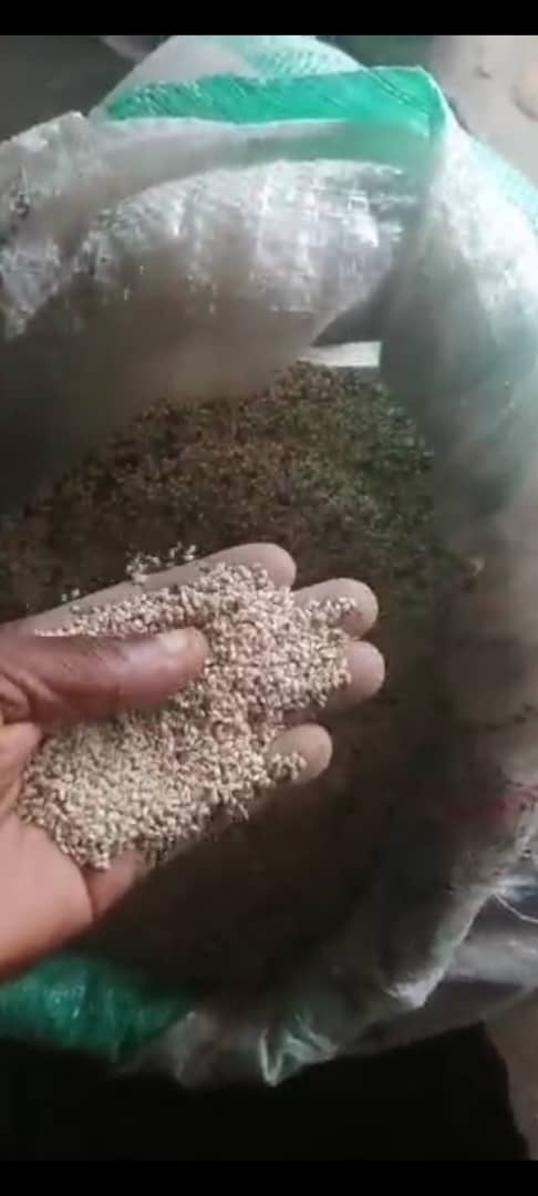 Sesame